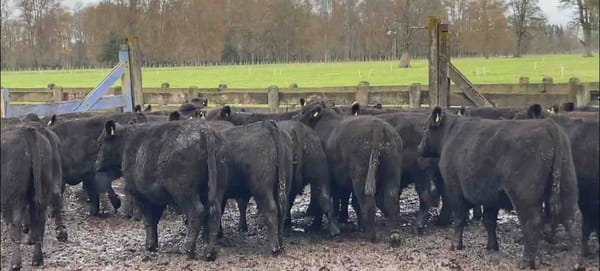 Lote 20 Novillo Engorda en Río Bueno, XIV Región Los Ríos