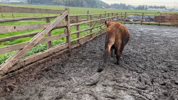 Lote 20 Novillo Gordo en Melipilla, Región Metropolitana