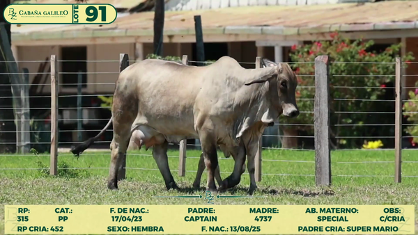 Lote LOTE 91