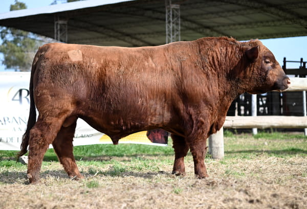 Lote TOROS PUROS CONTROLADOS