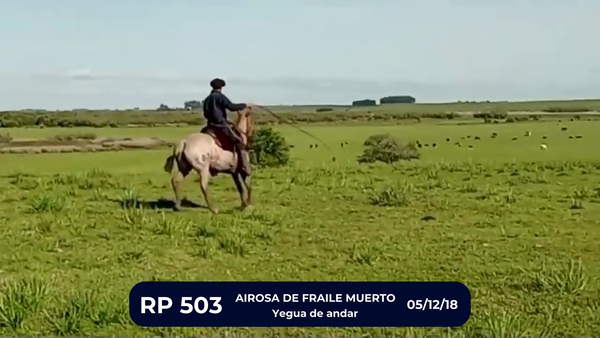 Lote AIROSA DE FRAILE MUERTO