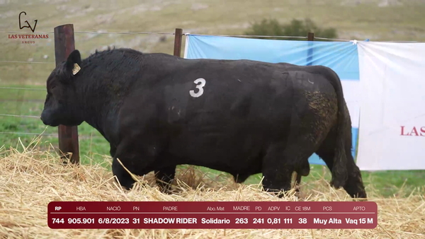 Lote Lote 1 Toros - RP 744