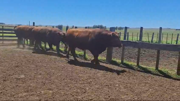 Lote 3 Toros PI / PO / PC 3 RA en LAURELES