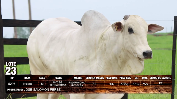 Lote Nelore