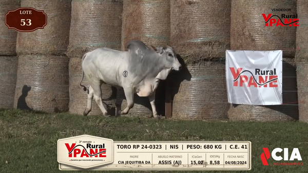Lote Lote 53