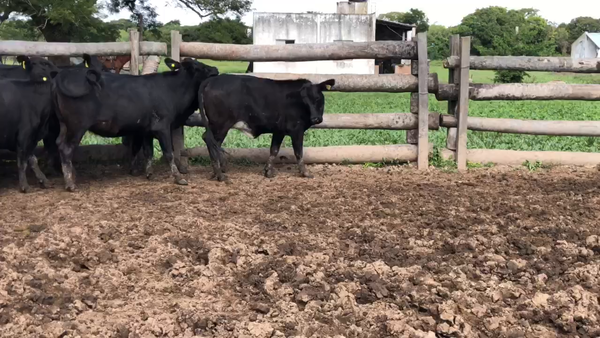 Lote 55 Vaquillonas C/ gtia de preñez en Herradura, Formosa