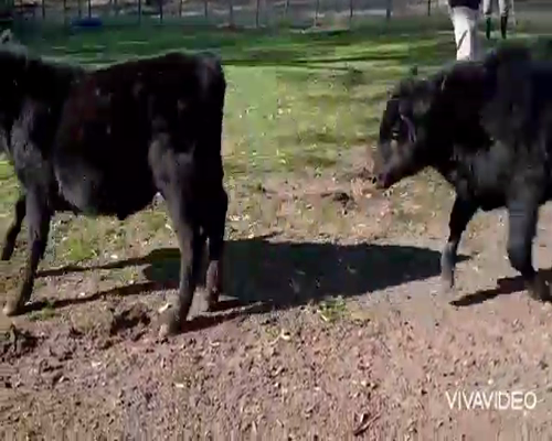 Lote 30 Terneros en Cañuelas, Buenos Aires