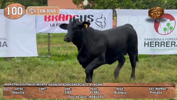 Lote LOTE 100 -EN VIVO