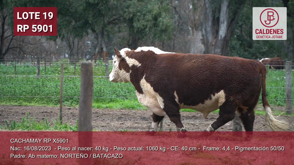 Lote Toro PP