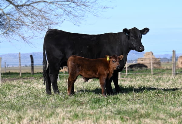 Lote VAQUILLONA PURA DE PEDIGREE