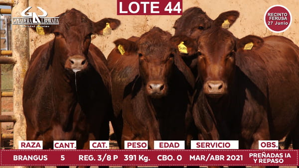 Lote Reproductores de Alborada - Lote 44