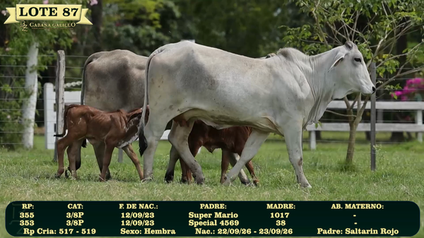 Lote LOTE 87