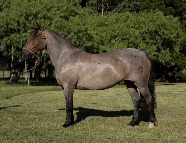 Lote PITANGA DEL PORRÚA