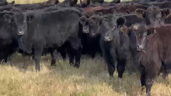 Lote 70 Terneros en Dolores, Buenos Aires