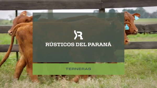 Lote TERNERAS