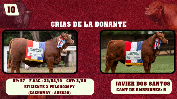 Lote LOTE 10