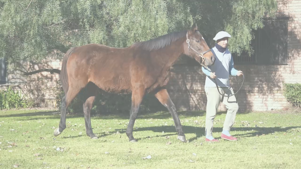 Lote TAURANGA (JUMP START -  TURFERA) Preñez por LUCULLAN