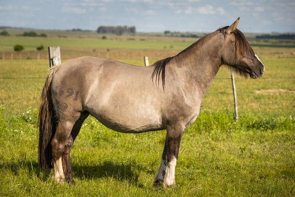 Lote DEL SILENCIO GOTERA