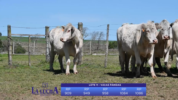 Lote VACAS PARIDAS