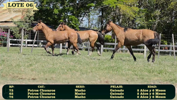 Lote LOTE 6