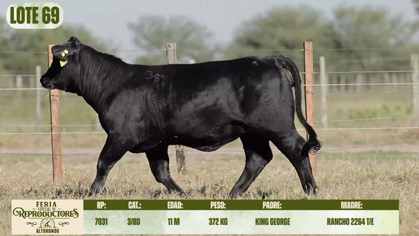 Lote LOTE 69