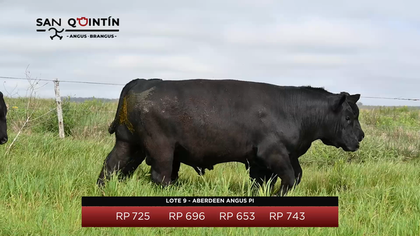 Lote LOTE 9 - ABERDEEN ANGUS PI