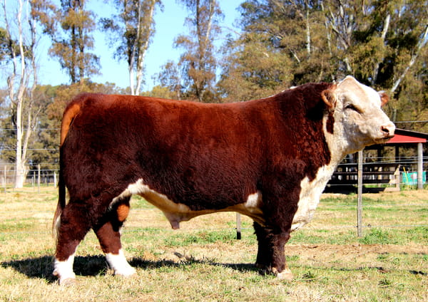 Lote TORO PURO DE PEDIGREE (Corral 2)