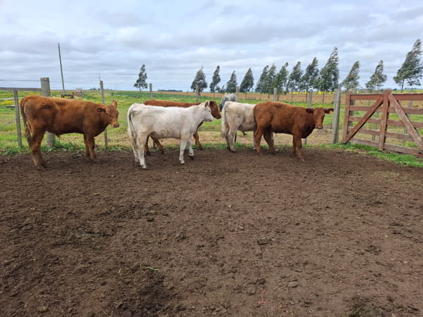 Lote Santa Cecilia