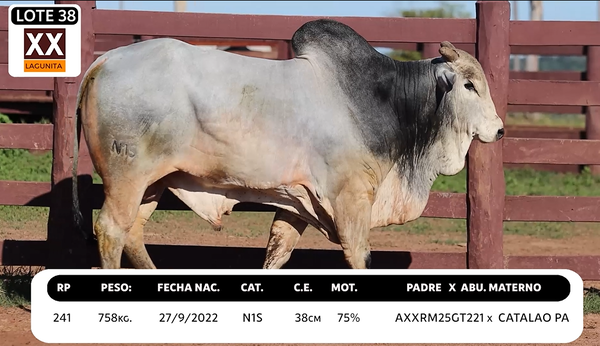 Lote LOTE 38