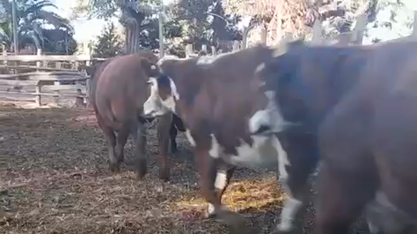 Lote 45 Novillo Gordo en Linares, VII  Región Maule