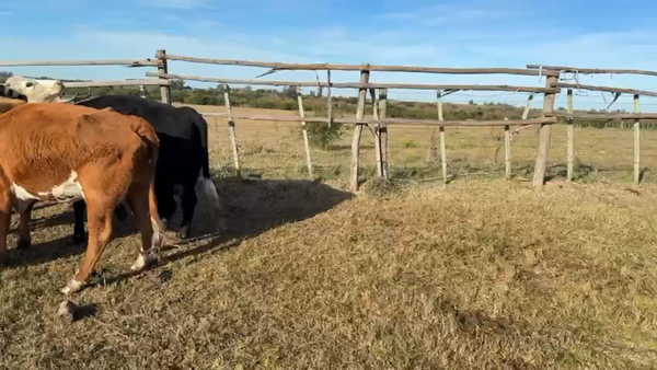 Lote VACA DE INVERNADA
