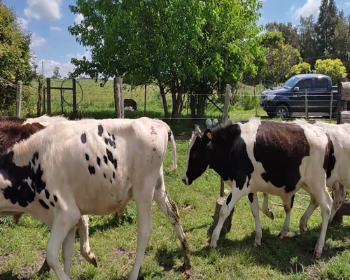 Lote (Vendido)5 Terneros 4 HO,  1 HO COL X JE 220kg - , Canelones