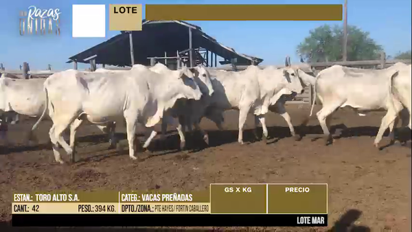 Lote LOTE 45 - 42 VACAS PREÑADAS