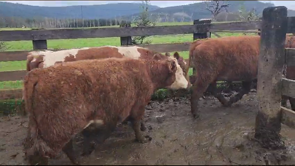 Lote 40 Novillo Engorda en Los Lagos, XIV Región Los Ríos