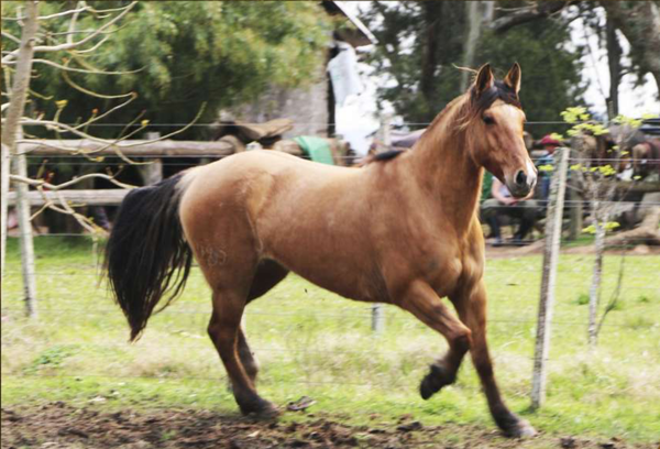 Lote Santa Gloria La Elegida