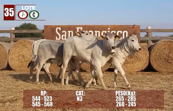 Lote Lote 35