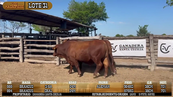 Lote LOTE 31
