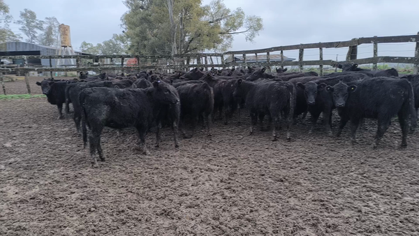 Lote 65 Terneras en Entre Ríos, Gualeguaychú