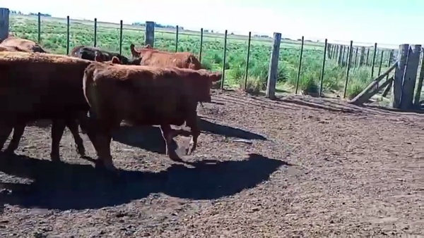 Lote 67 Novillitos en Villa Cañas