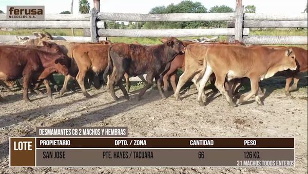 Lote LOTE 37 - 31 DESMAMANTES MACHOS Y 35 DESMAMANTES HEMBRAS CBO 2