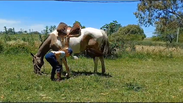 Lote (Vendido)Yegua en COLONIA LARRAÑAGA