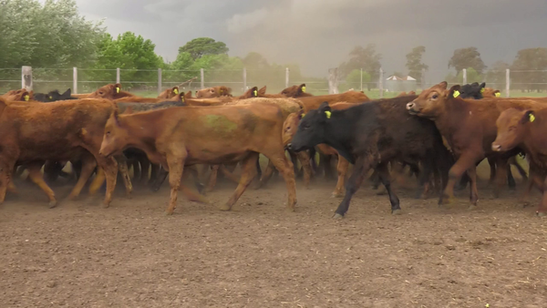 Lote 70 Terneros en Pasteur, Buenos Aires