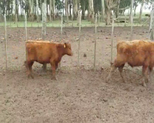 Lote 110 Terneros en Verónica, Buenos Aires