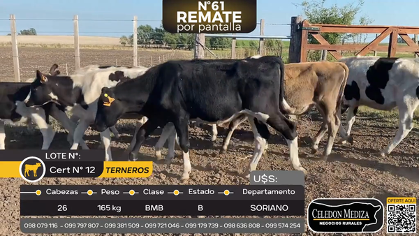 Lote 26 Terneros en Palo Solo , Colonia