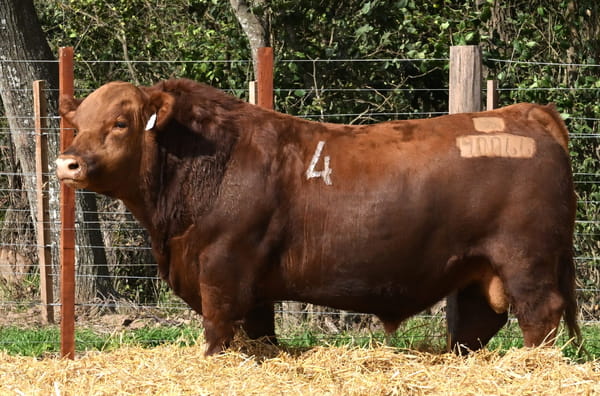 Lote TOROS ANGUS PC