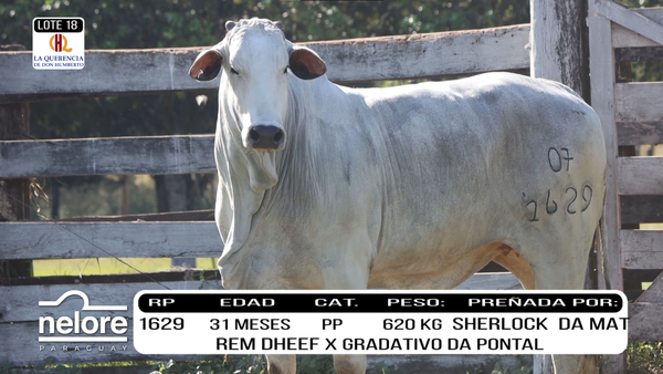 Lote LOTE 18