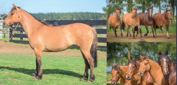 Lote EL GAVILÁN OSITA