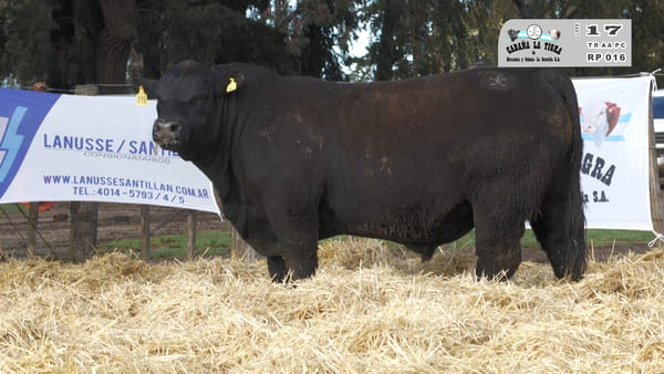 Lote TOROS PUROS CONTROLADOS