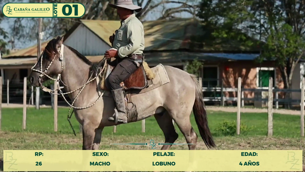 Lote LOTE 1