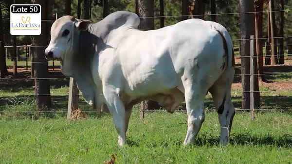 Lote LOTE 50